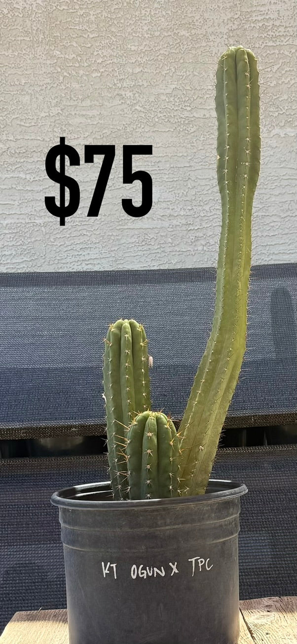 KT Ogun x TPC Trichocereus Cactus - Curved Multi-Column Cluster