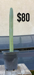 Blue-Green Trichocereus Cactus - Tall Columnar Specimen