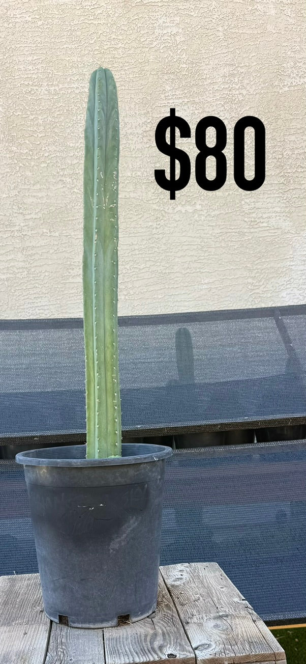 Blue-Green Trichocereus Cactus - Tall Columnar Specimen