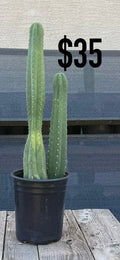 Blue-Green Trichocereus Cactus - Double Column Cluster