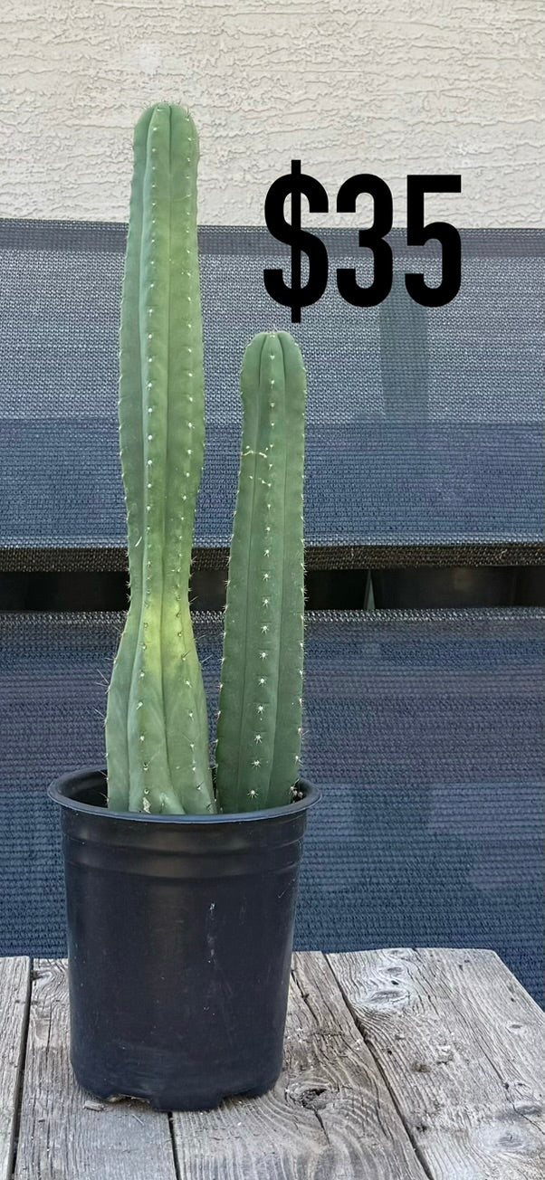 Blue-Green Trichocereus Cactus - Double Column Cluster