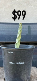 Totem Spiralis Cactus - Compact Spiraled Columnar