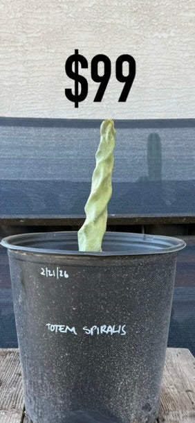 Totem Spiralis Cactus - Compact Spiraled Columnar