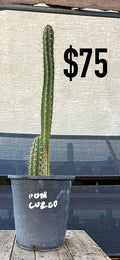 San Pedro Cactus (Trichocereus pachanoi, unlabeled)