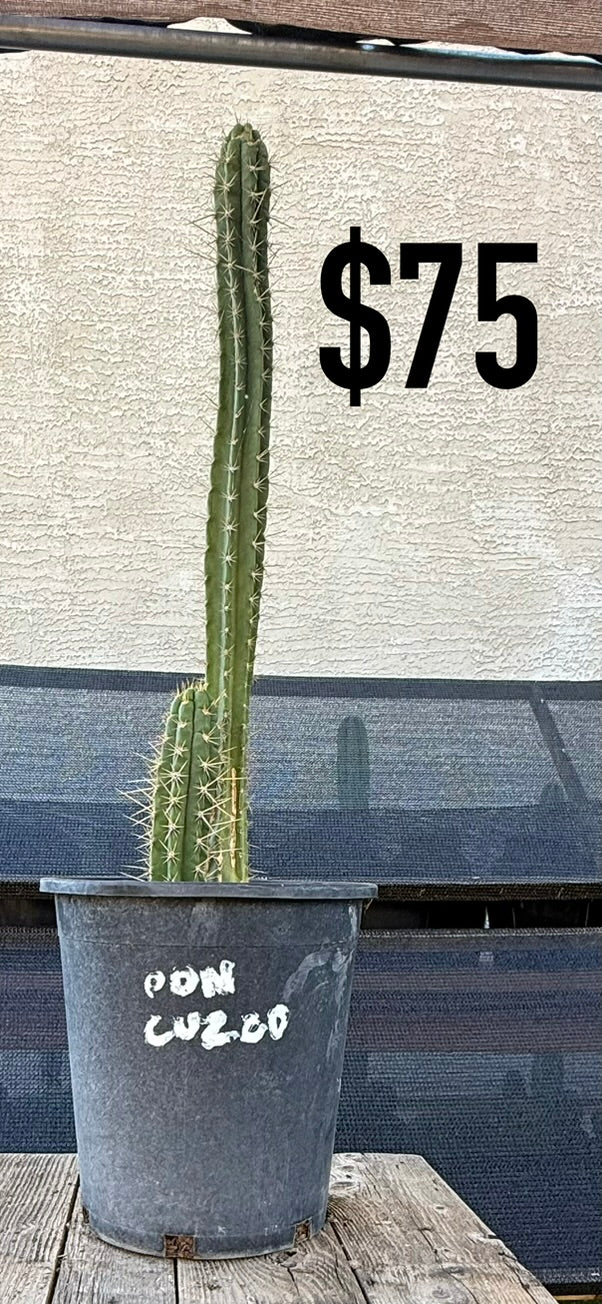 San Pedro Cactus (Trichocereus pachanoi, unlabeled)