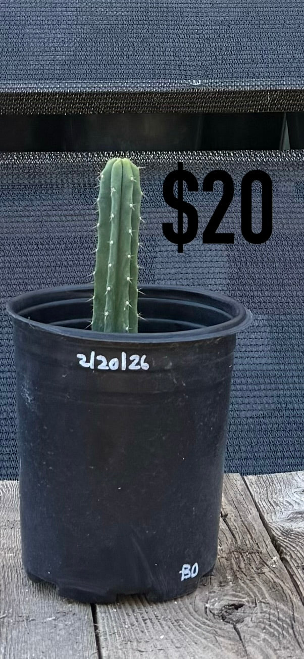 BD Trichocereus Cactus - Rooted Columnar