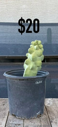 Totem Pole Monstrose Cactus - Compact Cluster