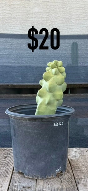 Totem Pole Monstrose Cactus - Compact Cluster
