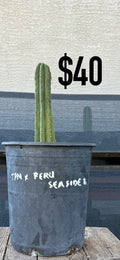 San Pedro Cactus (Trichocereus pachanoi, unlabeled)