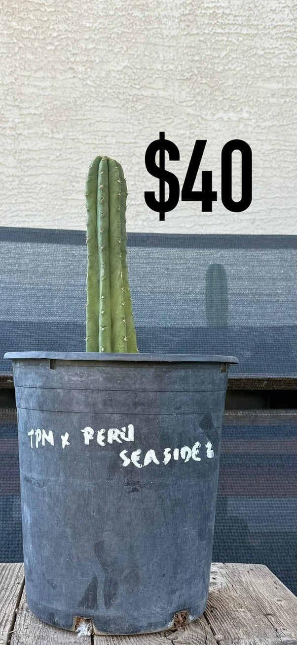 San Pedro Cactus (Trichocereus pachanoi, unlabeled)