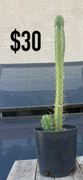 Blue-Green Trichocereus Cactus - Tall Double Column Cluster