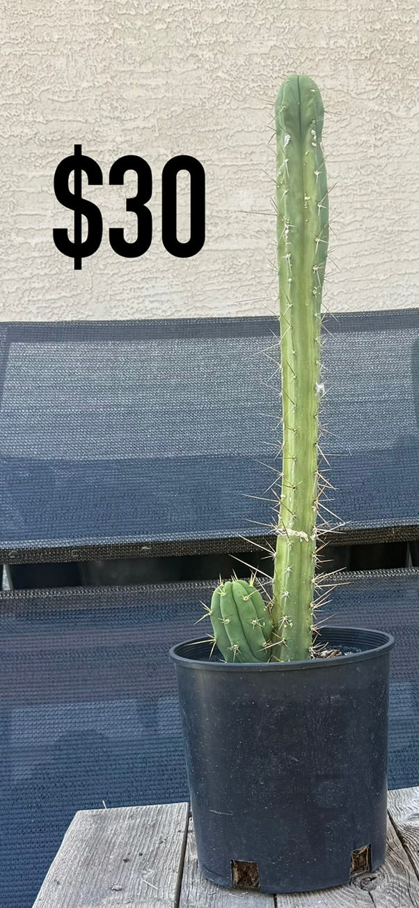 Blue-Green Trichocereus Cactus - Tall Double Column Cluster