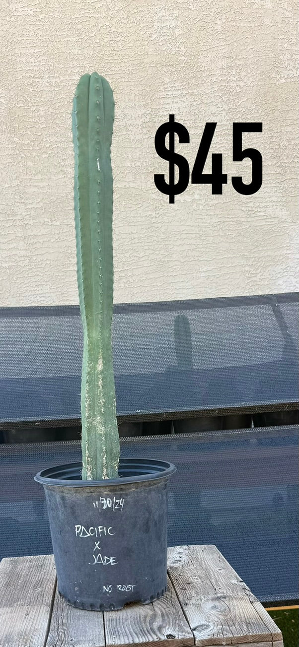 Pacific x Jade Trichocereus Cactus - Tall Blue-Green Columnar