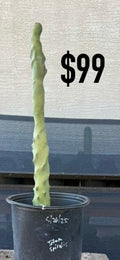 Totem Spiralis Cactus - Tall Spiraled Columnar