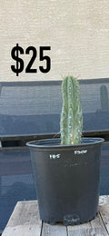 F#5 Trichocereus Cactus - Rooted Blue-Green Columnar