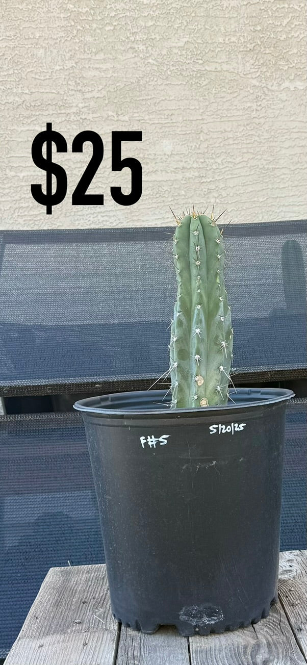 F#5 Trichocereus Cactus - Rooted Blue-Green Columnar