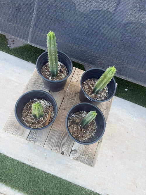 BD Trichocereus Cactus - Potted Columnar Starts