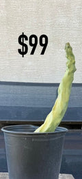 Totem Spiralis Cactus - Curved Monstrose Columnar