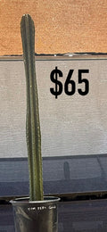 TPM Peru Cuzco Trichocereus Cactus - Tall Columnar Specimen