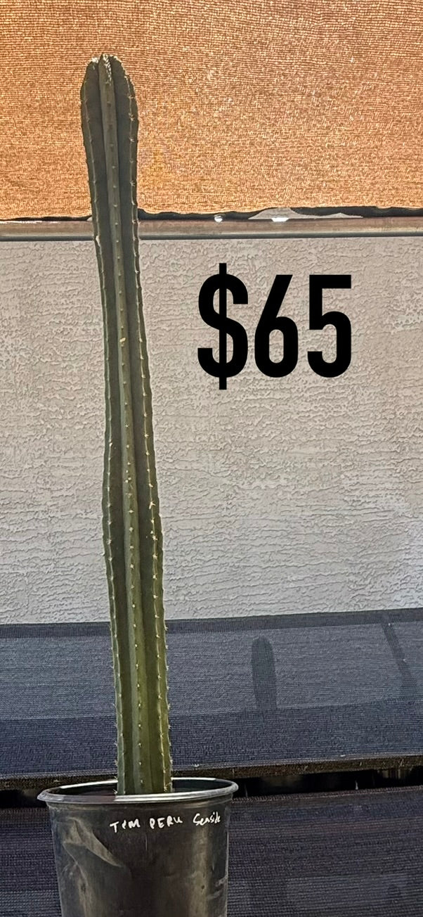TPM Peru Cuzco Trichocereus Cactus - Tall Columnar Specimen