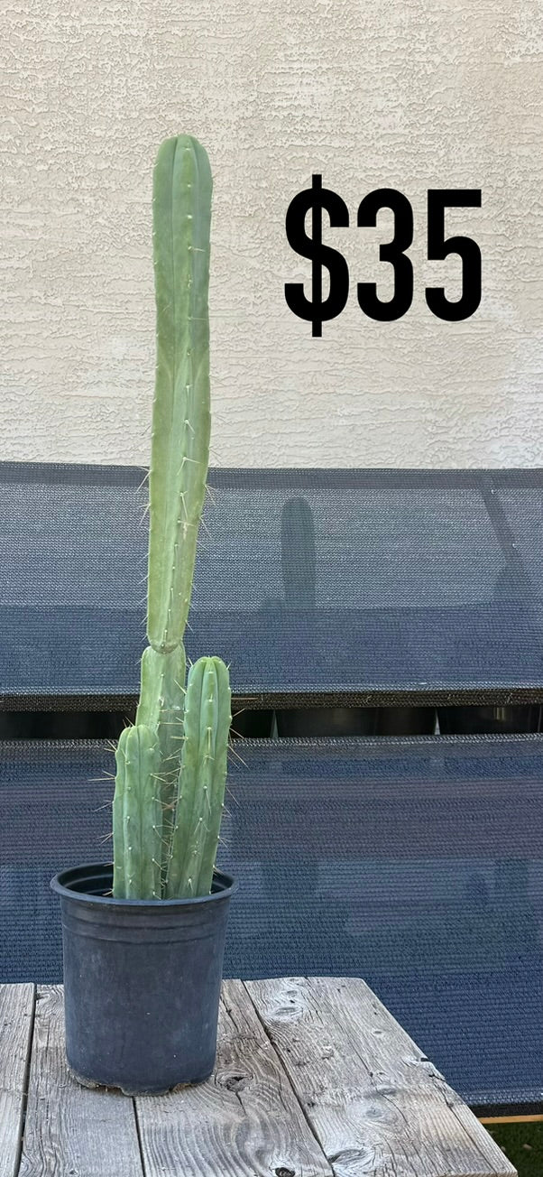 Blue-Green Trichocereus Cactus - Triple Column Cluster