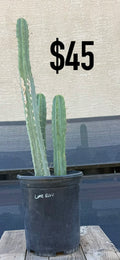 Lime Blue Trichocereus Cactus - Multi-Column Cluster