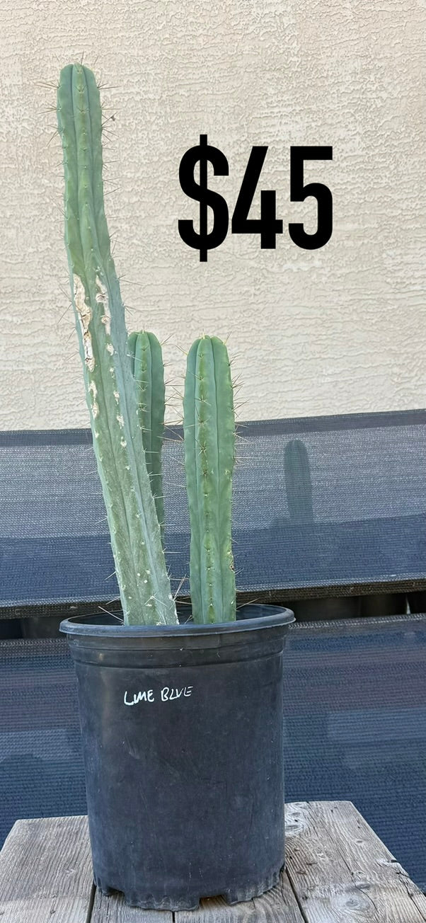 Lime Blue Trichocereus Cactus - Multi-Column Cluster