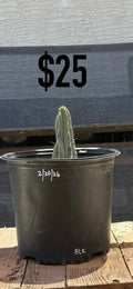 BLK Trichocereus Cactus - Short Rooted Columnar