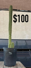 San Pedro Cactus (Trichocereus pachanoi, unlabeled)