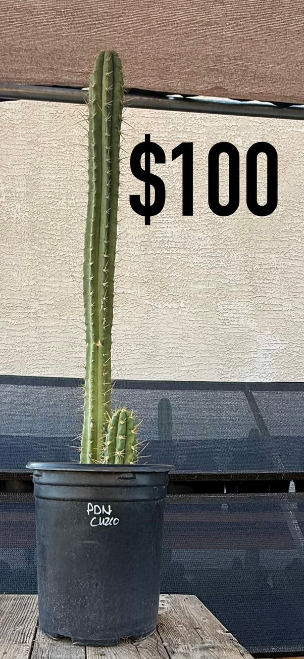 San Pedro Cactus (Trichocereus pachanoi, unlabeled)