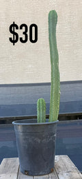San Pedro Cactus - Tall Double Column Cluster
