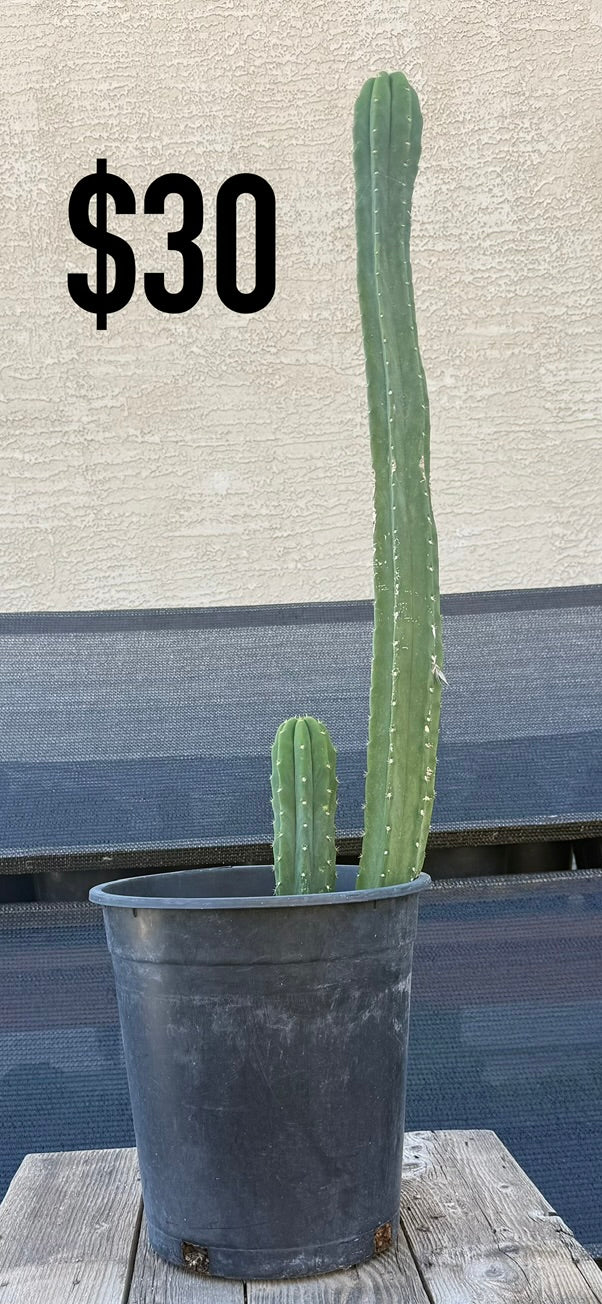 San Pedro Cactus - Tall Double Column Cluster