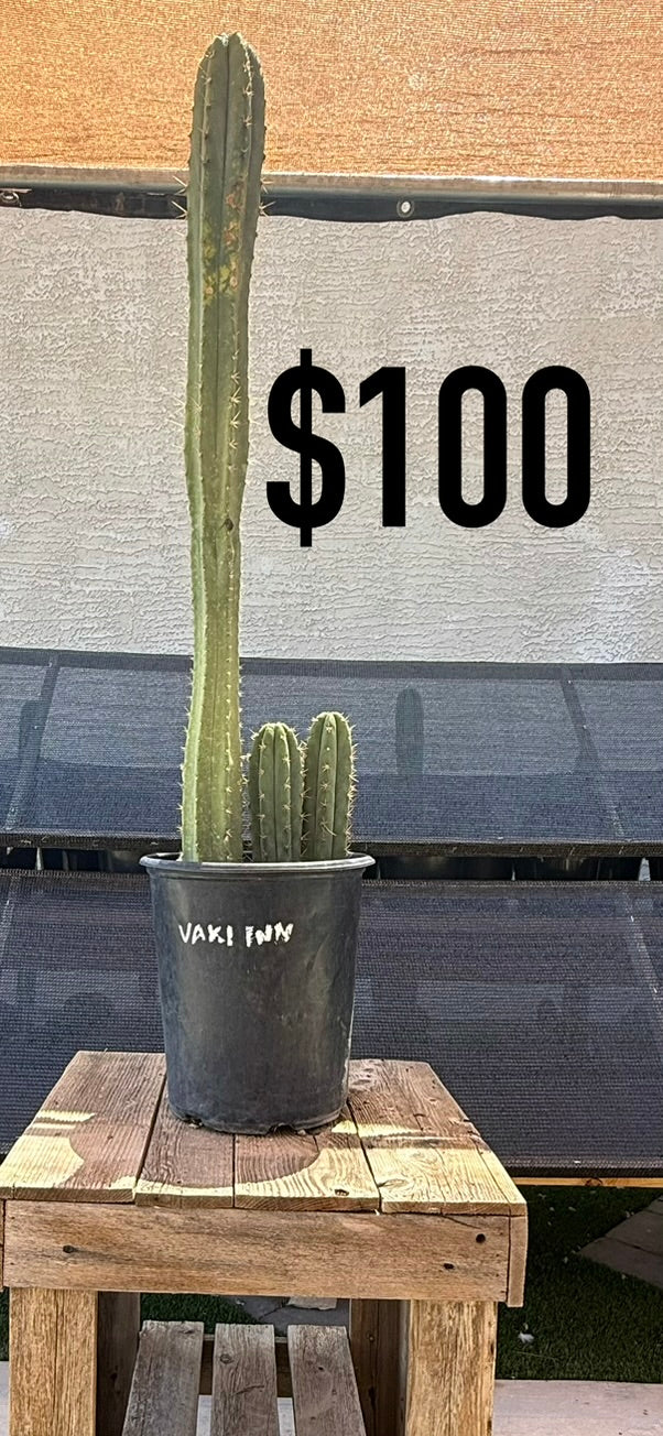 Vaki FNN Trichocereus Cactus - Tall Multi-Column Cluster