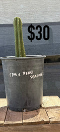 TPM x Peru Seaside Trichocereus Cactus - Rooted Spined Columnar
