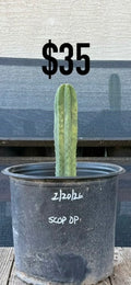 Scop OP Trichocereus Cactus - Rooted Columnar