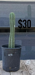 LED Trichocereus Cactus - Rooted Columnar