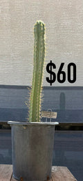 Peruvianus Hybrid Trichocereus Cactus - Tall Spined Columnar