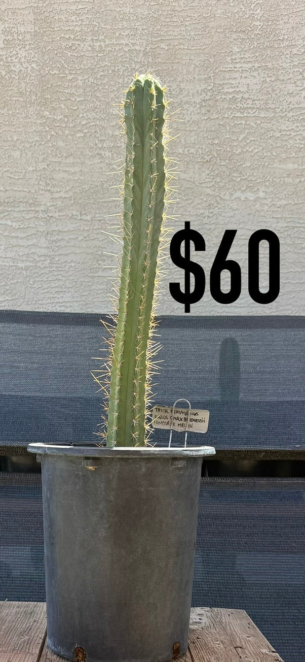 Peruvianus Hybrid Trichocereus Cactus - Tall Spined Columnar