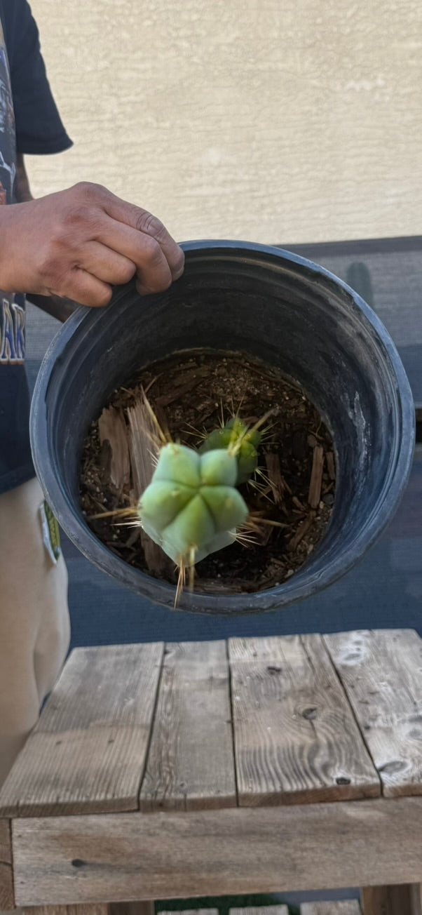 Lime Blue Huey Trichocereus Cactus - Rooted Columnar