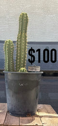 Macrogonus Red Flower x Huacha Trichocereus Cactus - Multi-Column Cluster