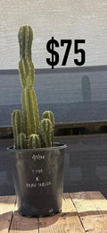 TPM x Peru Shalside Trichocereus Cactus - Multi-Column Cluster