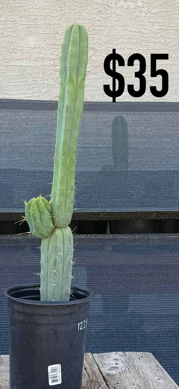 Blue-Green Trichocereus Cactus - Tall Offset Column Cluster