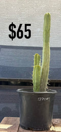 1224 #7 Trichocereus Cactus - Tall Triple Column Cluster