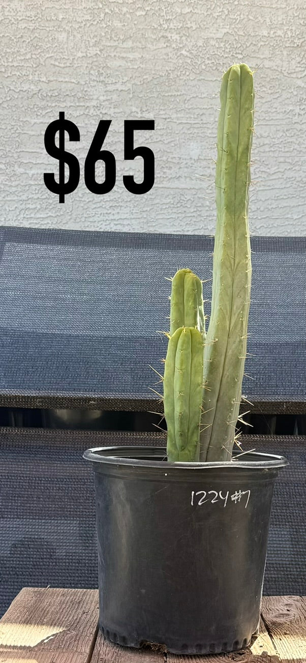 1224 #7 Trichocereus Cactus - Tall Triple Column Cluster