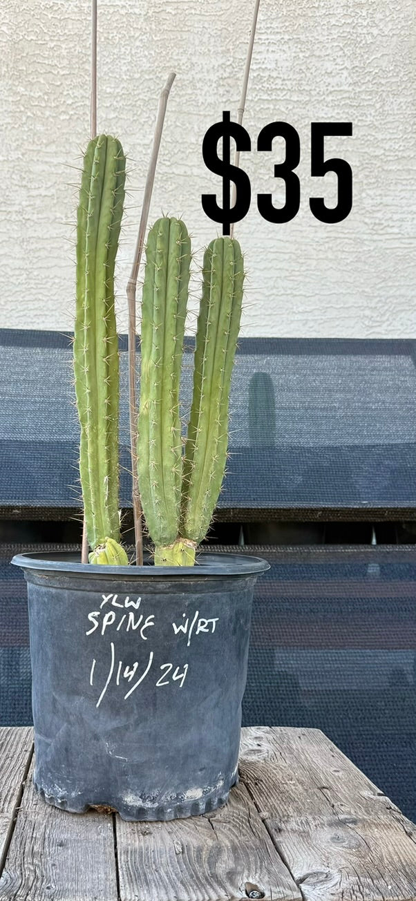 San Pedro Cactus (Trichocereus pachanoi, unlabeled)