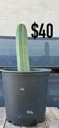 GG Trichocereus Cactus