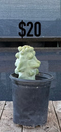 Totem Pole Monstrose Cactus - Short Sculptural Form
