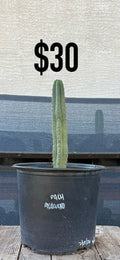 San Pedro Cactus (Trichocereus pachanoi, unlabeled)