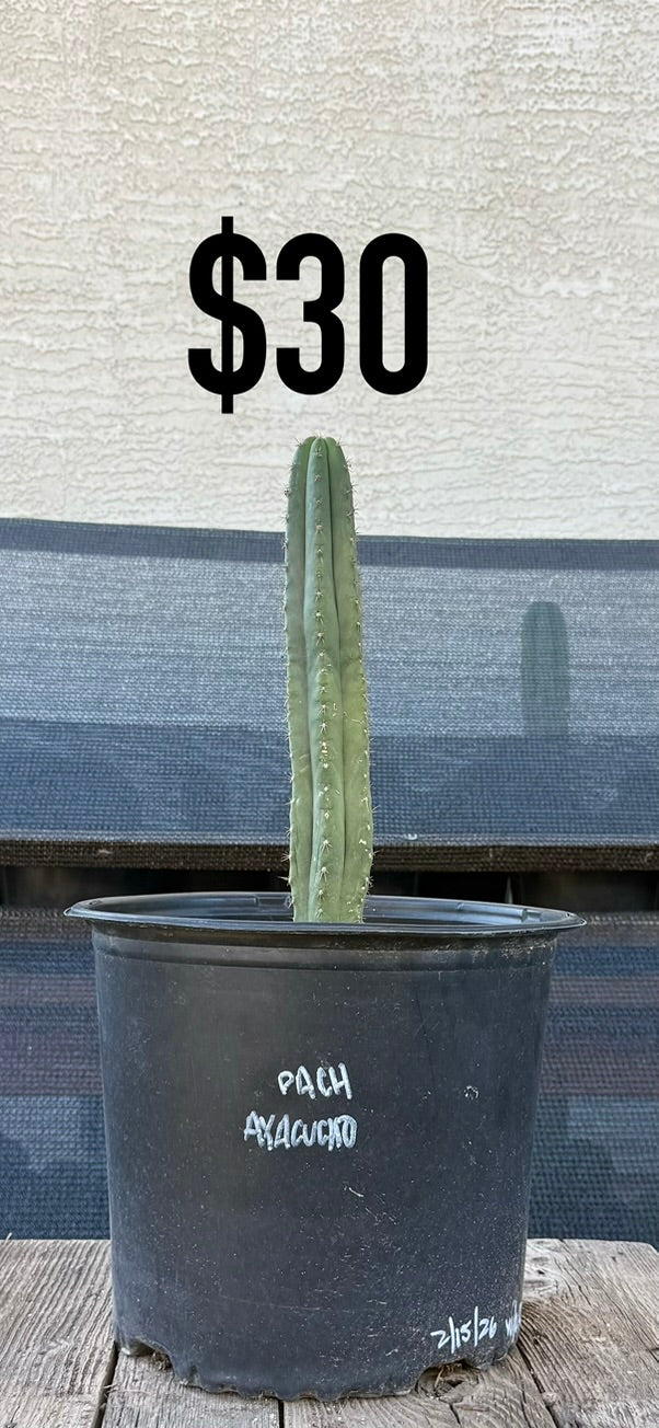 San Pedro Cactus (Trichocereus pachanoi, unlabeled)