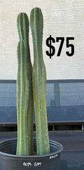 Goop’s Gift Trichocereus Cactus - Multi-Column